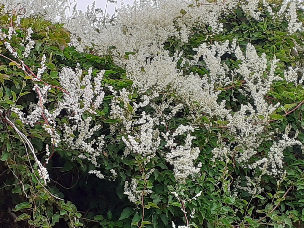 Polygonum baldschuanicum