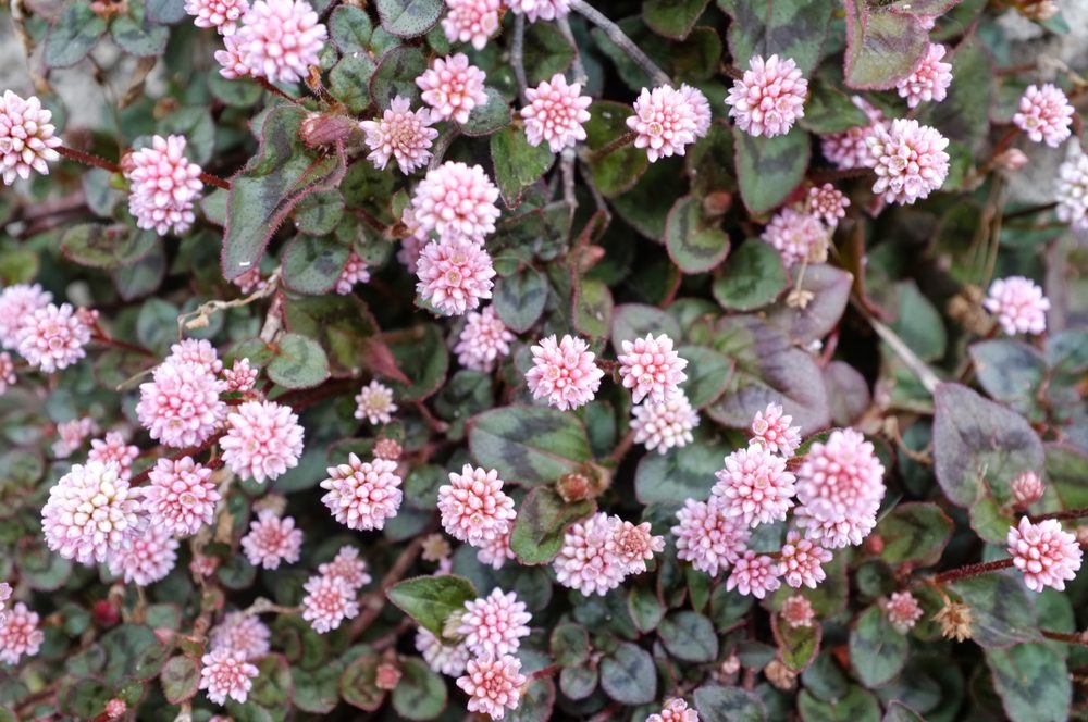 Polygonum capitatum