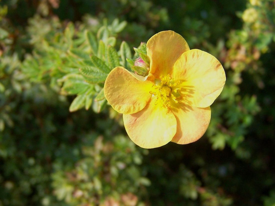 Potentilla fruticosa hibridi