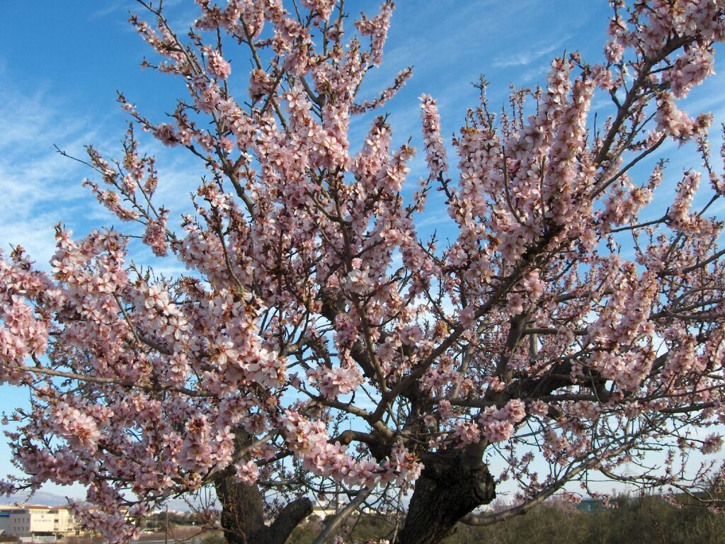 Prunus amygdalus (mandorlo)