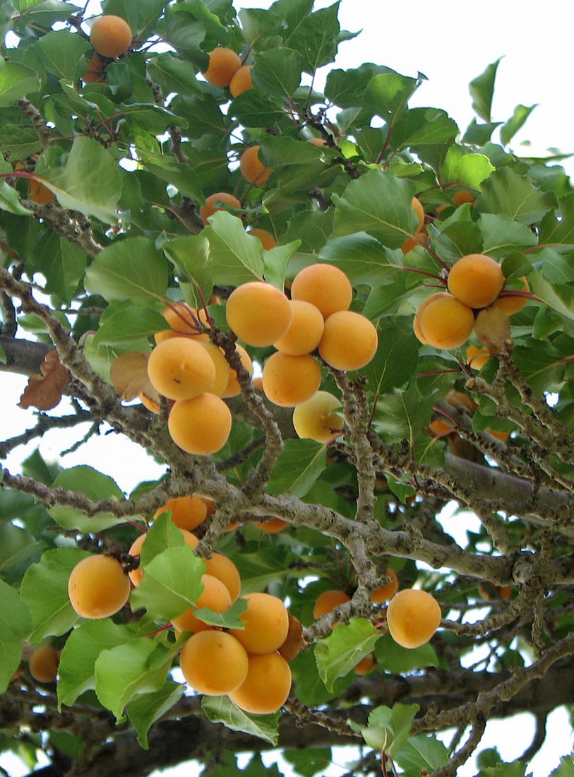Prunus armeniaca (albicocco)