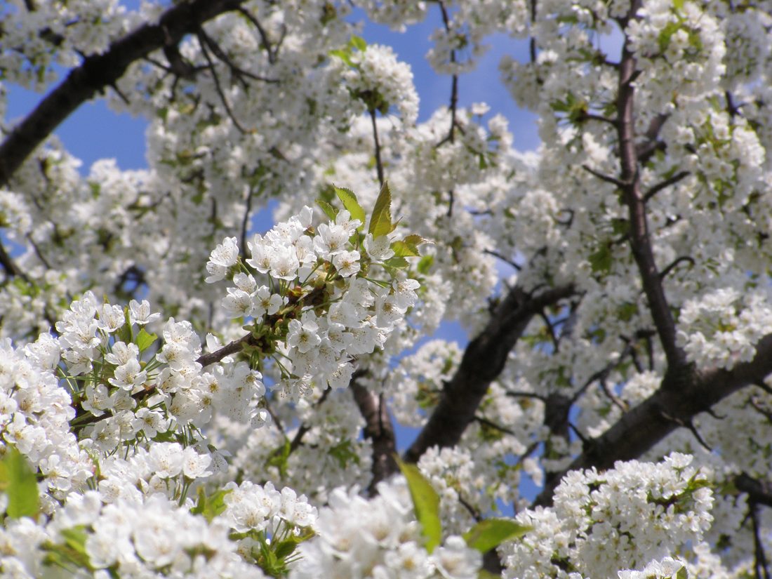 Prunus avium(ciliegio)