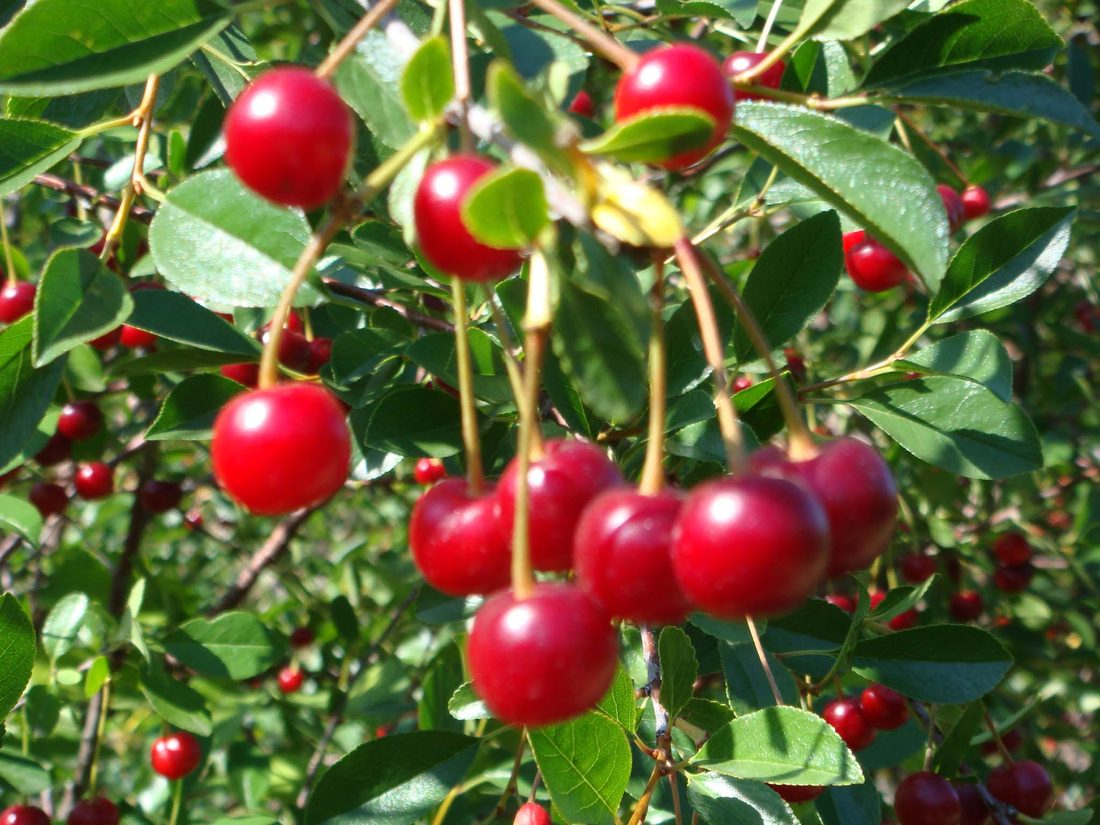 Prunus cerasus caproniana (amarena)