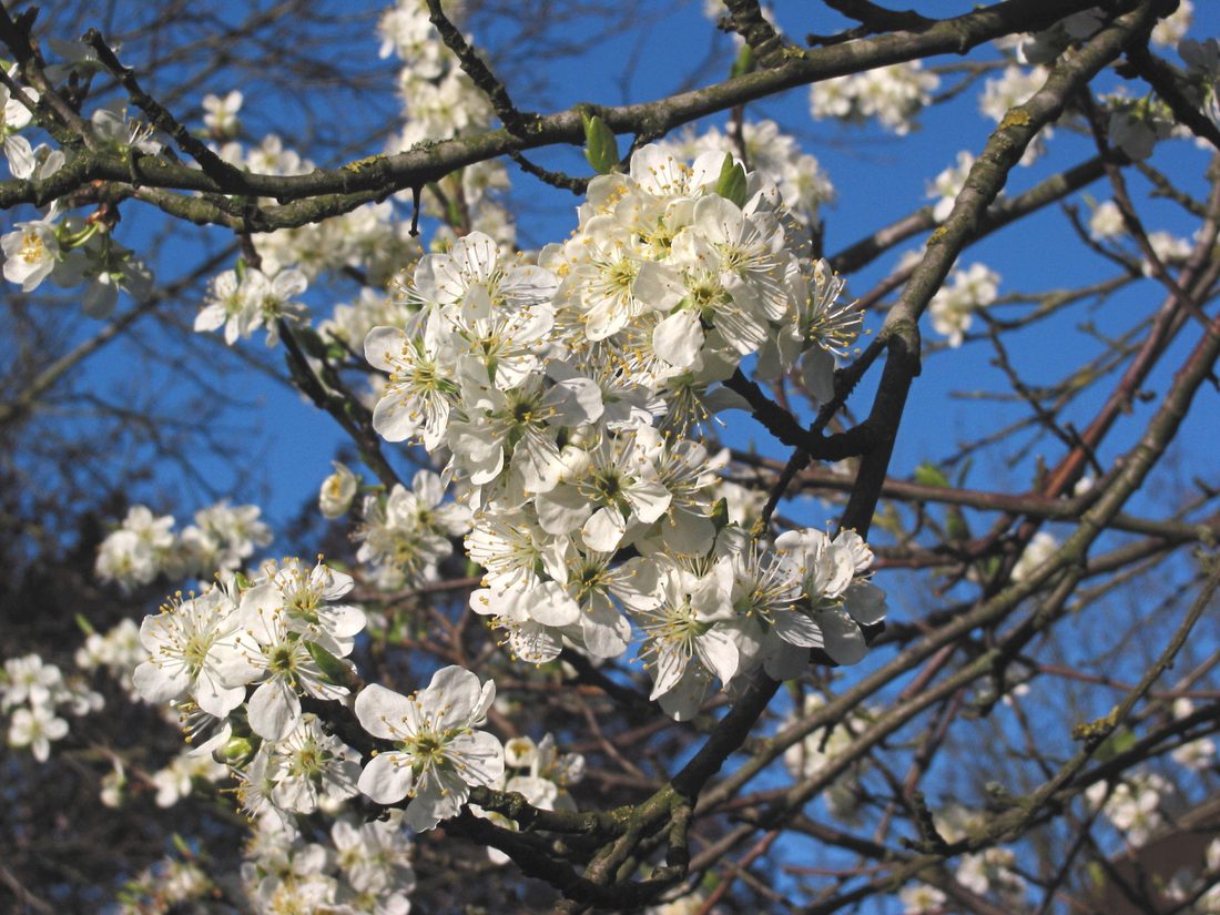 Prunus domestica (susino)