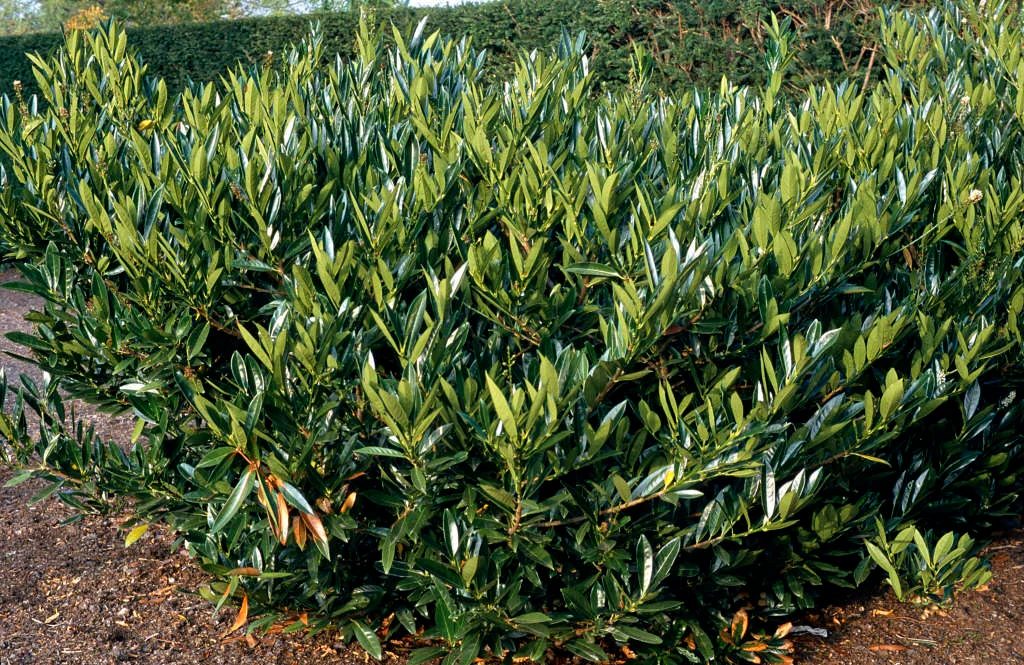 Prunus laurus cerasus otto luyken