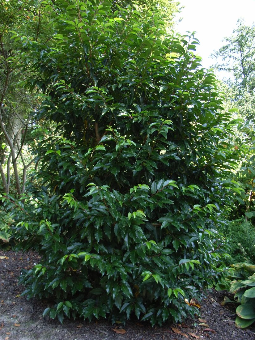 Prunus lusitanica