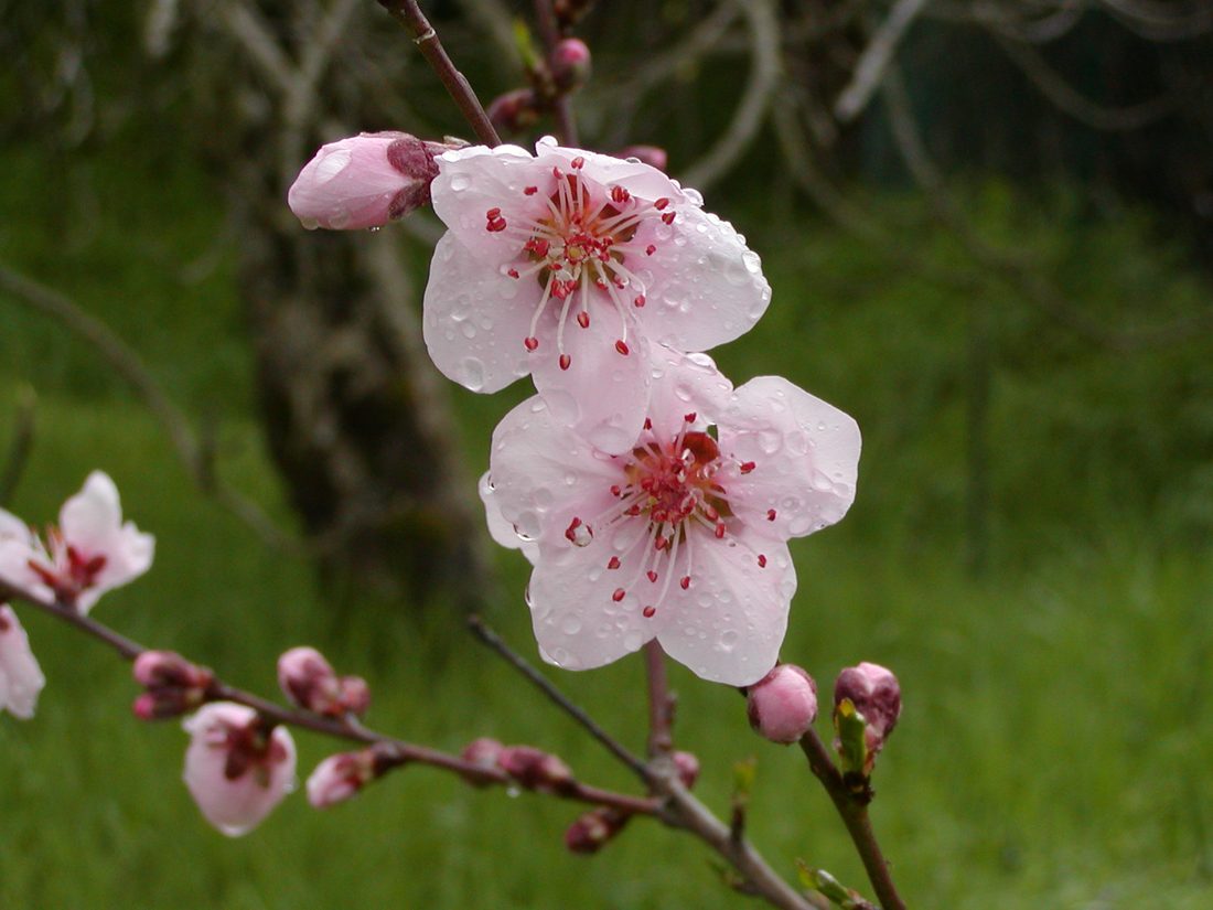 Prunus persica nano (pesco nano)
