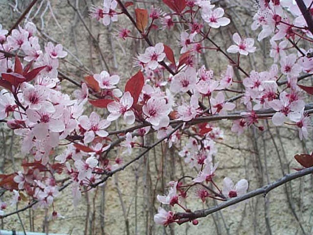 Prunus pissardi