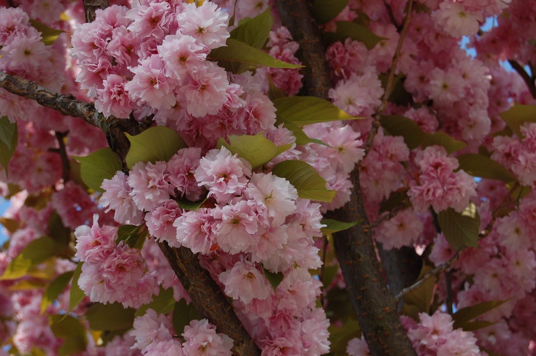Prunus serrulata ( ciliegio da fiore )