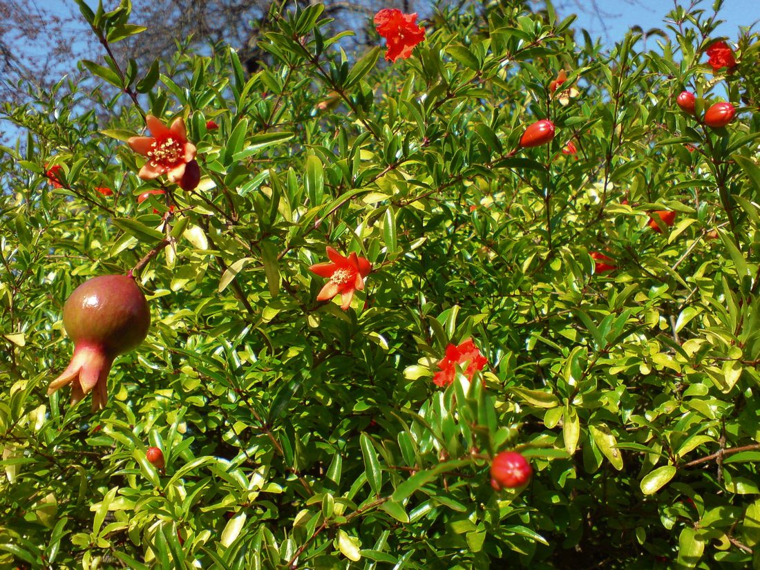 Punica granatum nana  (melograno nano)