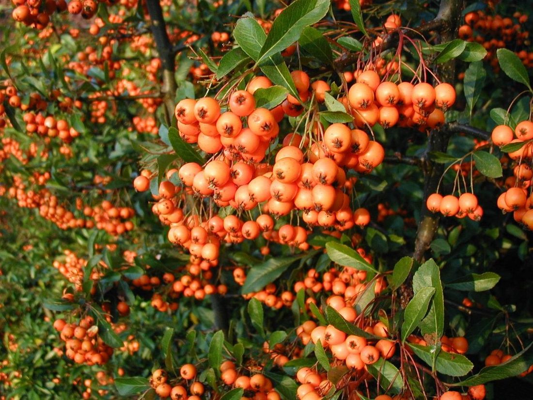 Pyracantha orange glowe - mohave - navaho