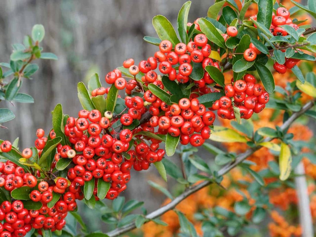 Pyracantha variegata