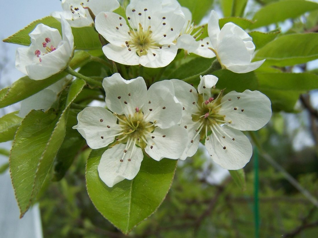 Pyrus communis