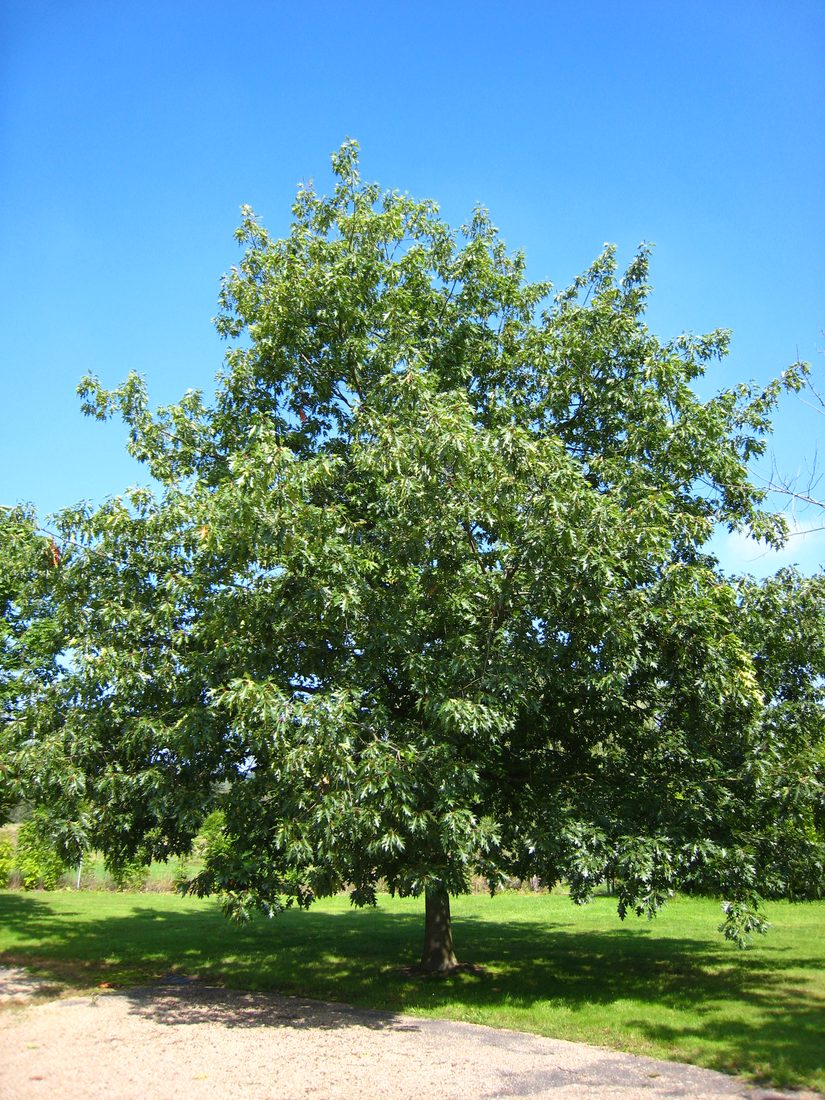 Quercus rubra