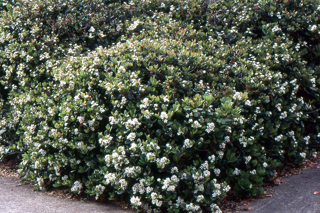 Raphiolepis umbellata