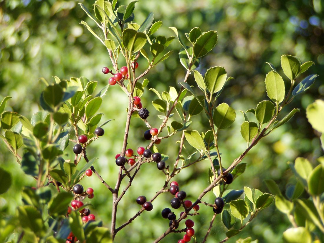 Rhamnus alaternus