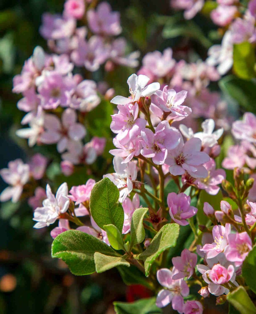 Rhaphiolepis indica springtime