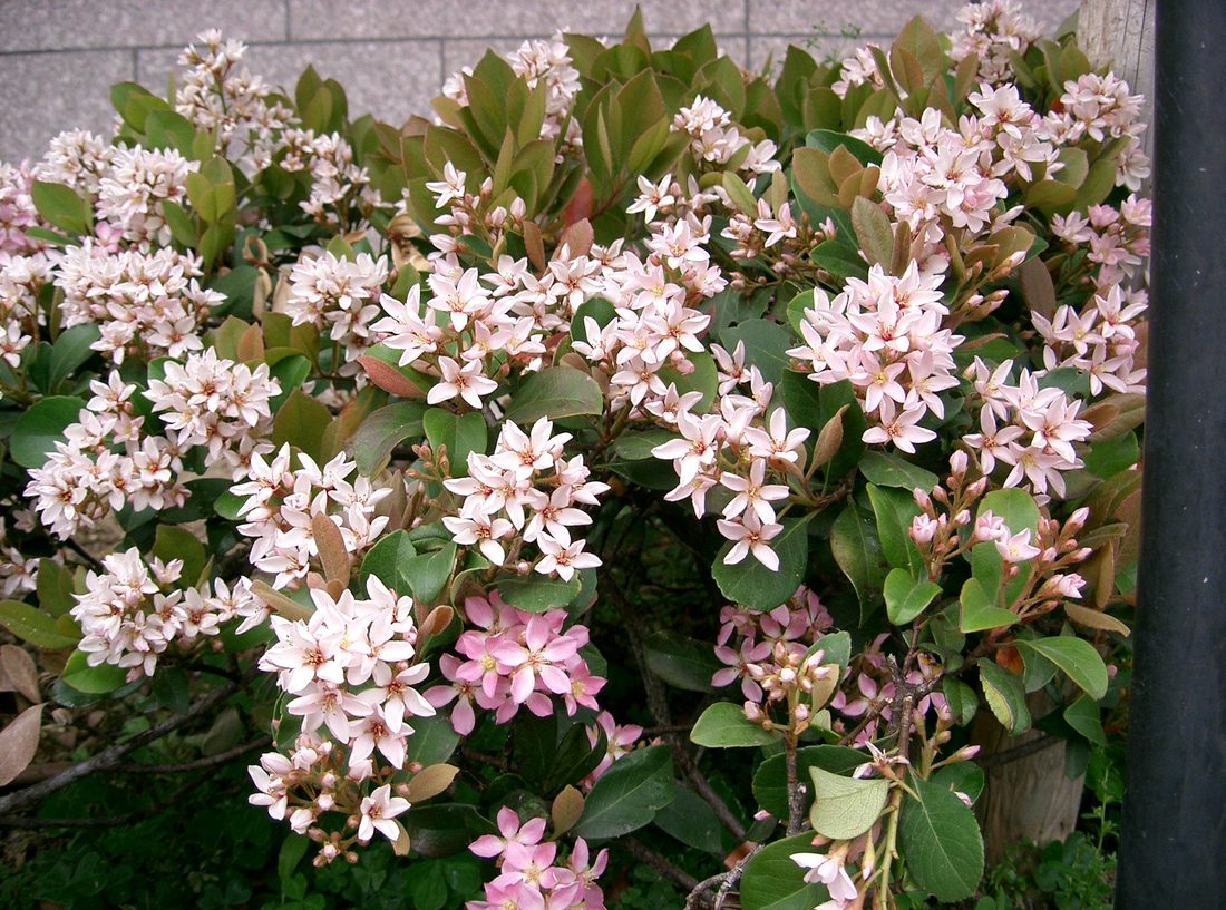 Rhaphiolepis umbellata