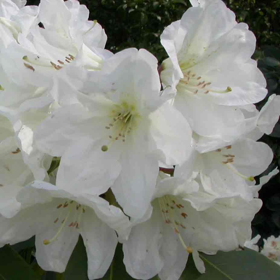 Rhododendron hibridi