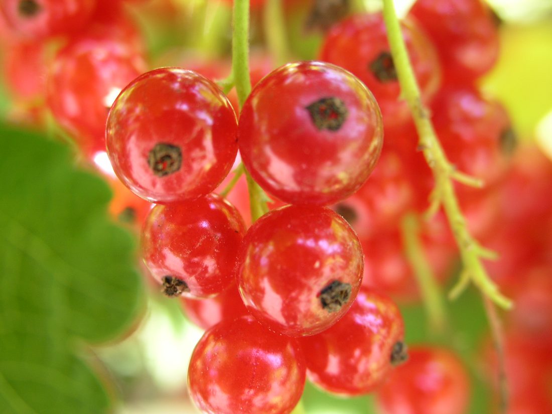 Ribes rubrum nigrum