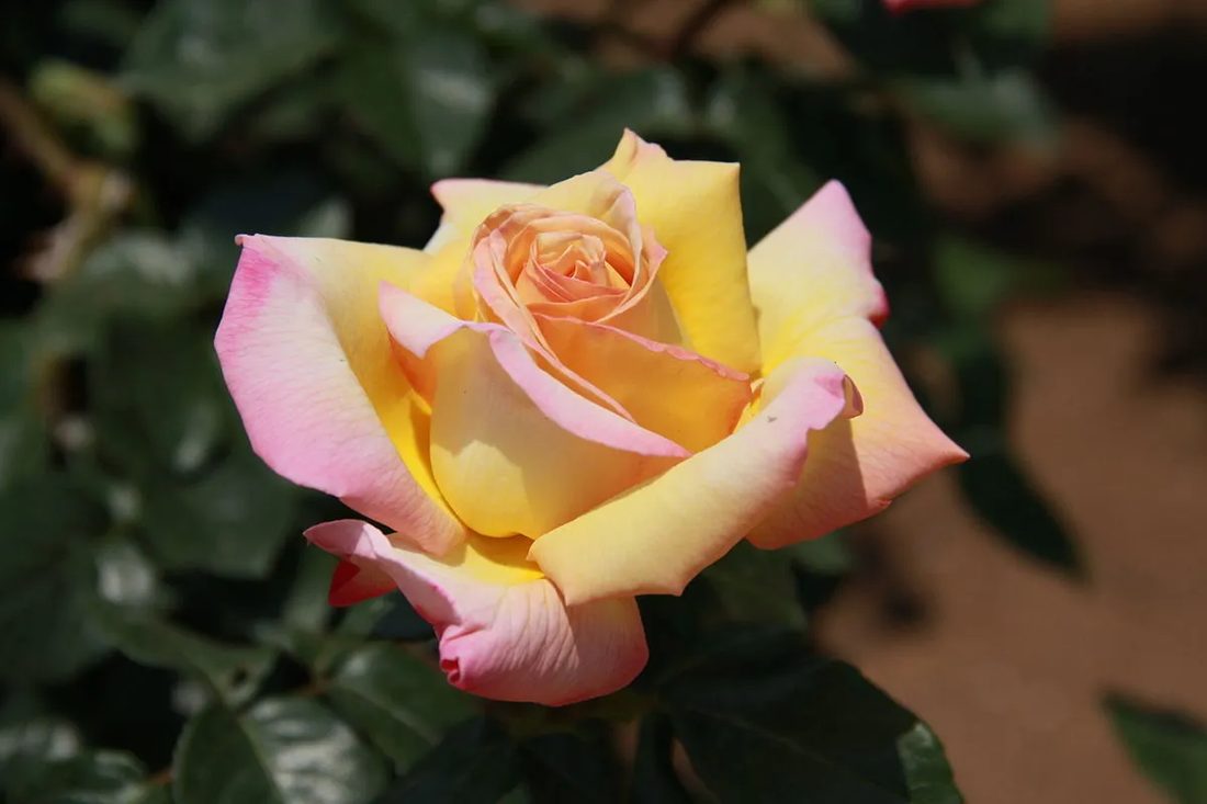 Rosa ibridi