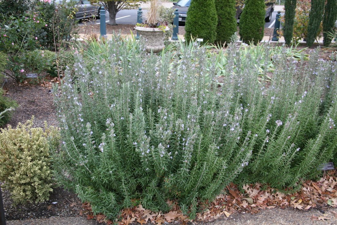 Rosmarinus officinalis ibridi