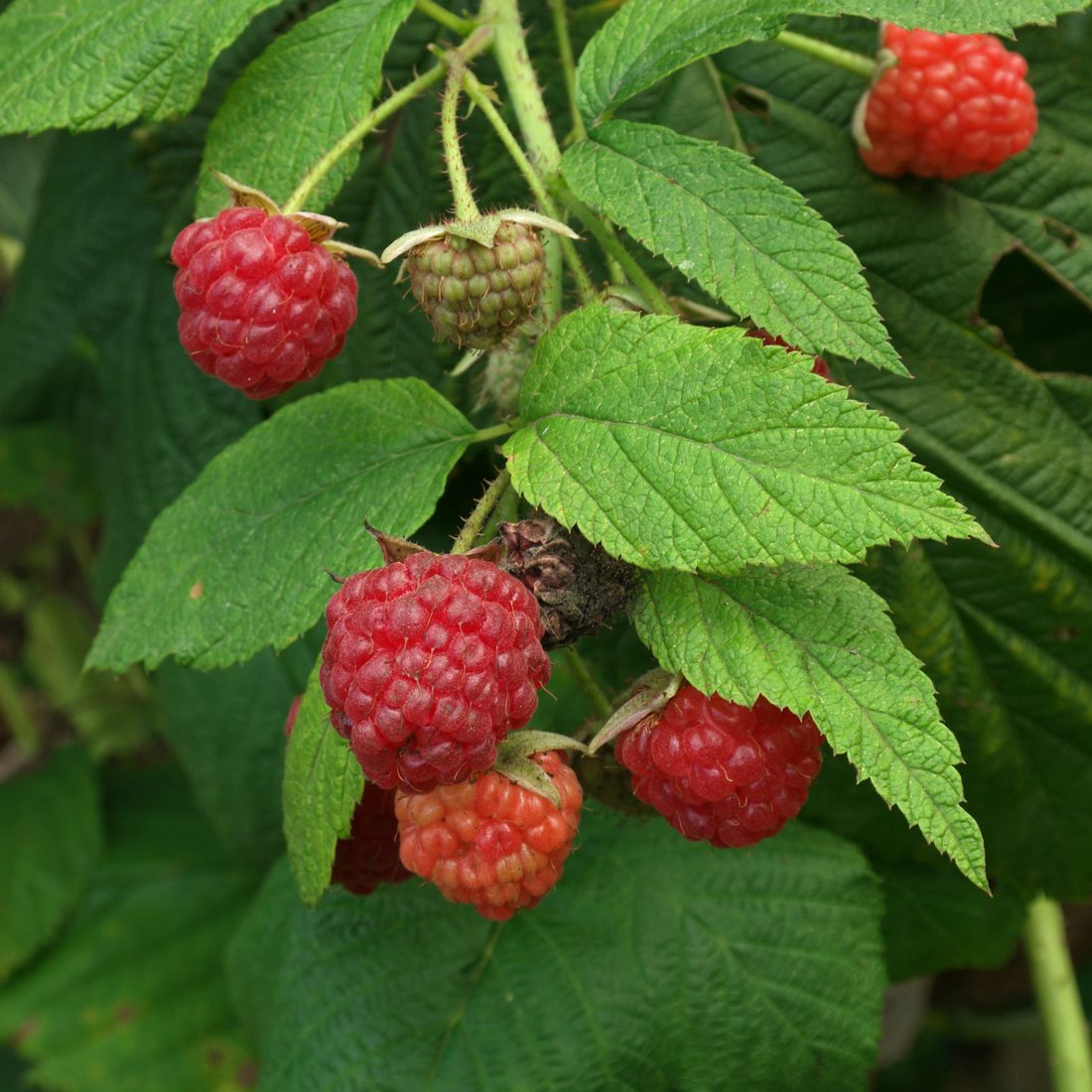 Rubus idaeus ( lampone )