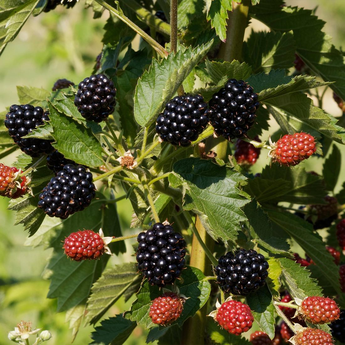 Rubus thorrnless ( more senza spine )