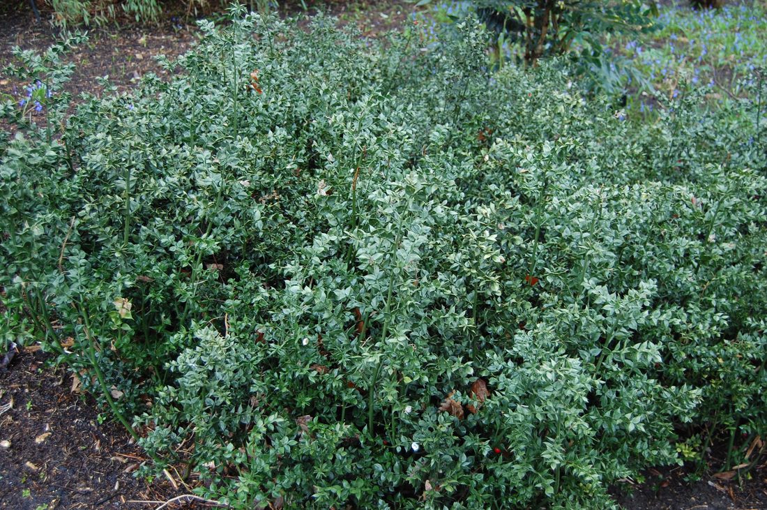 Ruscus aculeatus