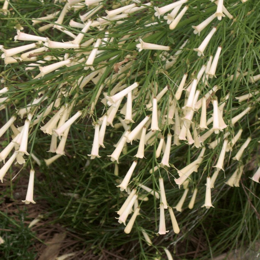 Russelia bianca