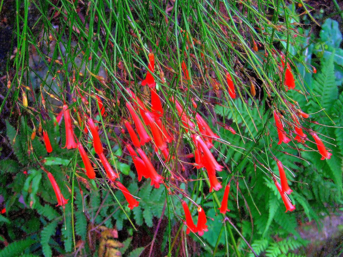 Russelia juncea rossa