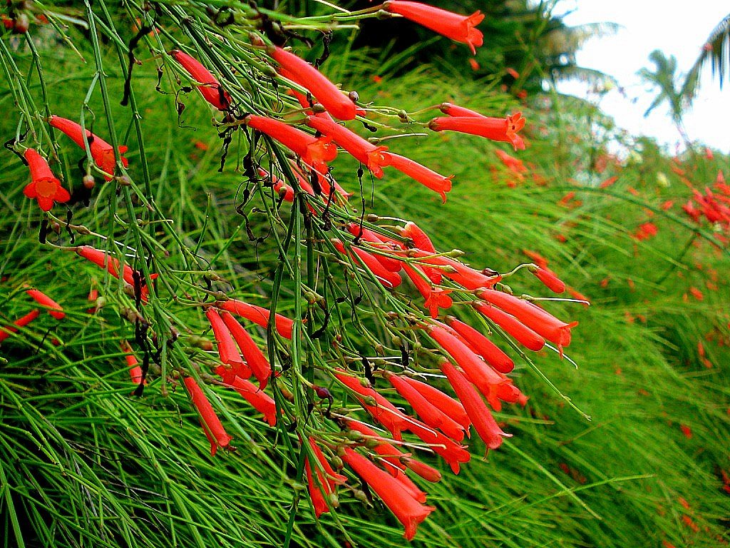 Russellia equisetiformis
