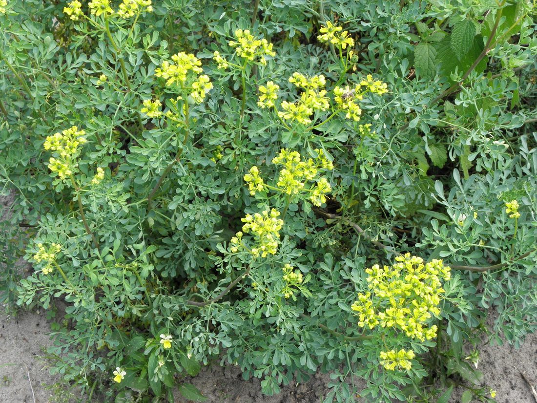 Ruta graveolens