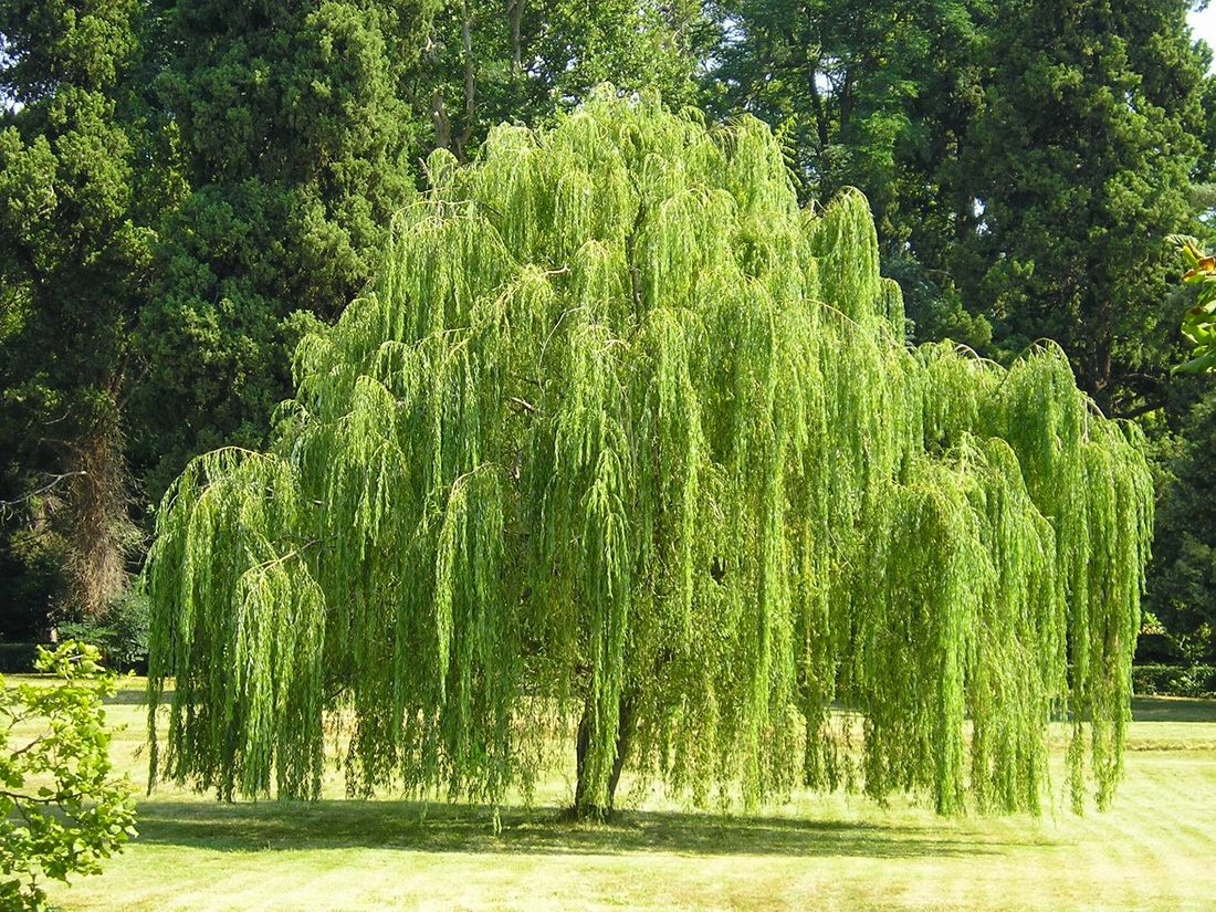 Salix babilonica