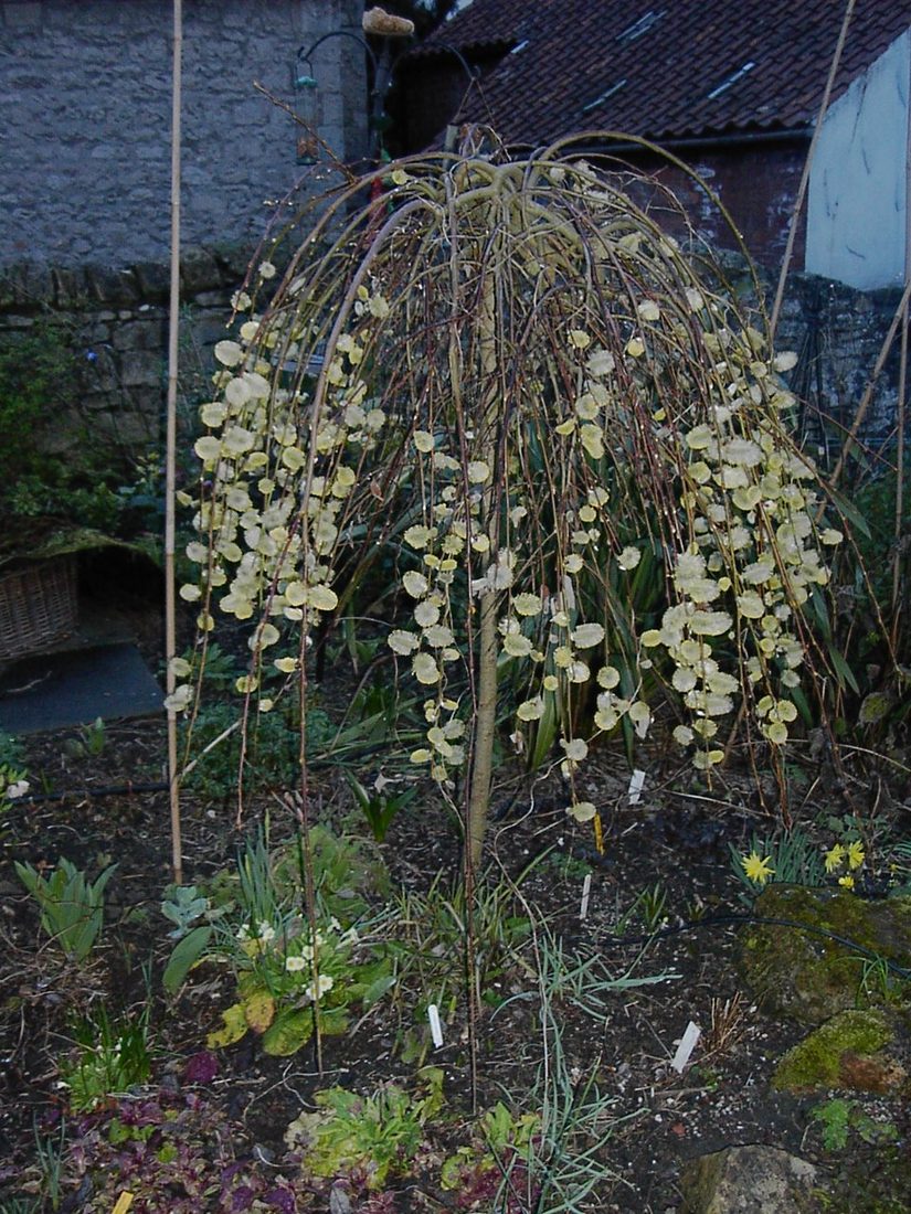 Salix caprea pendula
