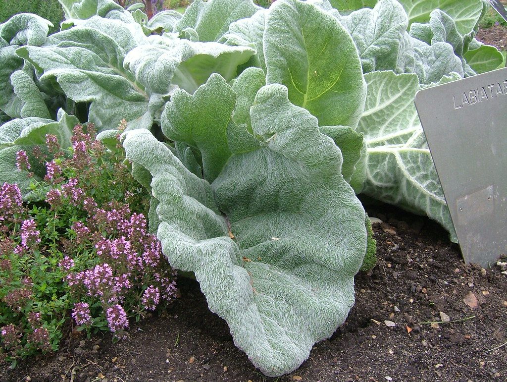 Salvia argentea