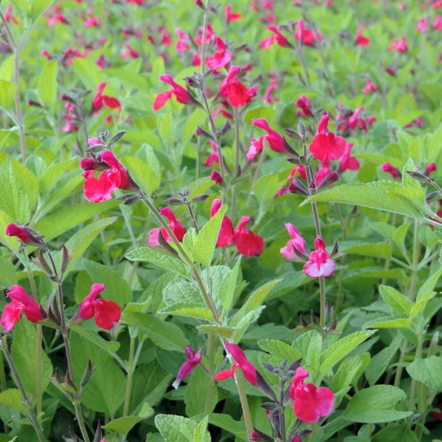 Salvia neurepia
