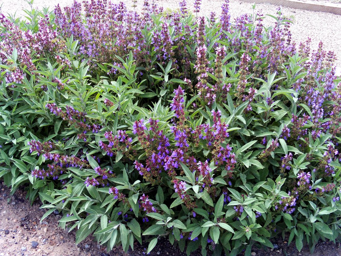 Salvia officinalis ibridi