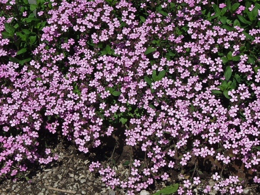 Saponaria ocymoides