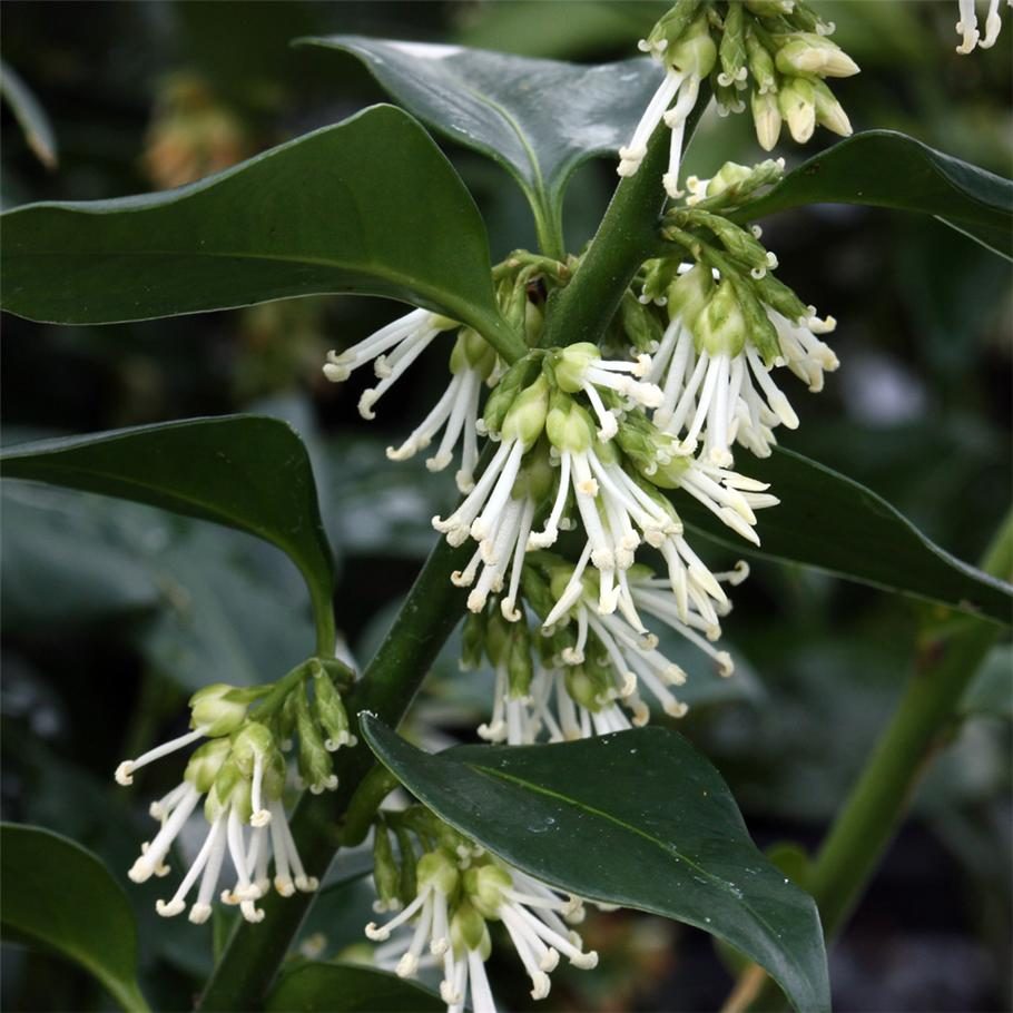Sarcococca ruscifolia