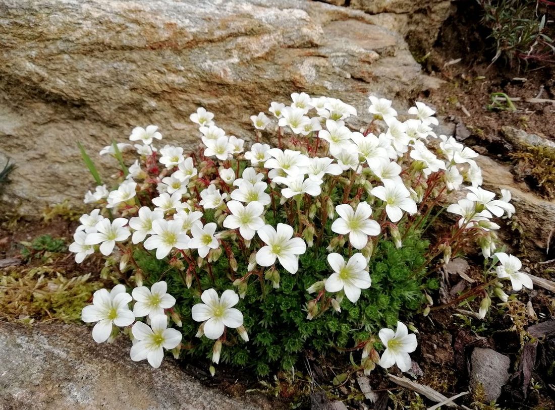 Saxifraga arendsii