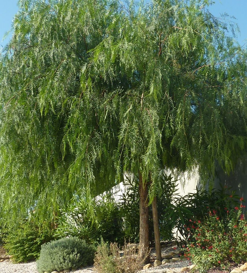 Schinus molle ( falso pepe )
