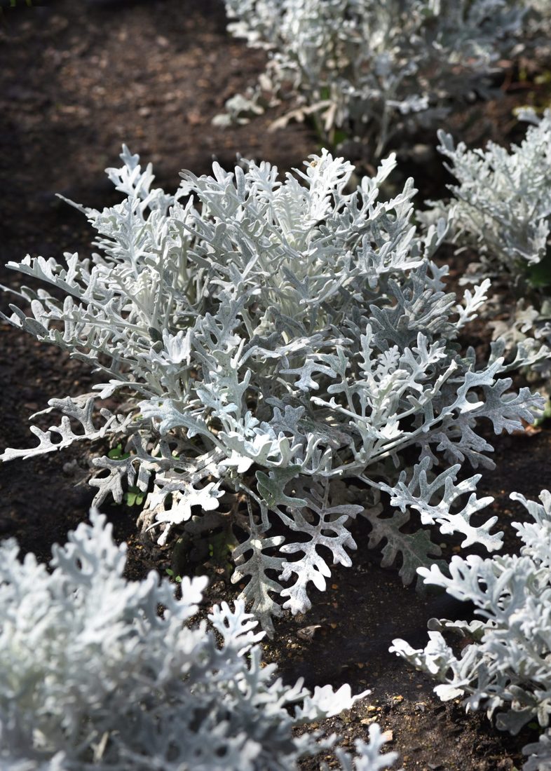 Senecio cineraria ( cineararia marittima )