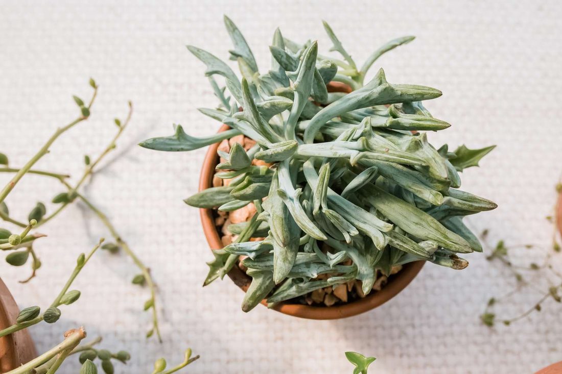 Senecio tussilagineo