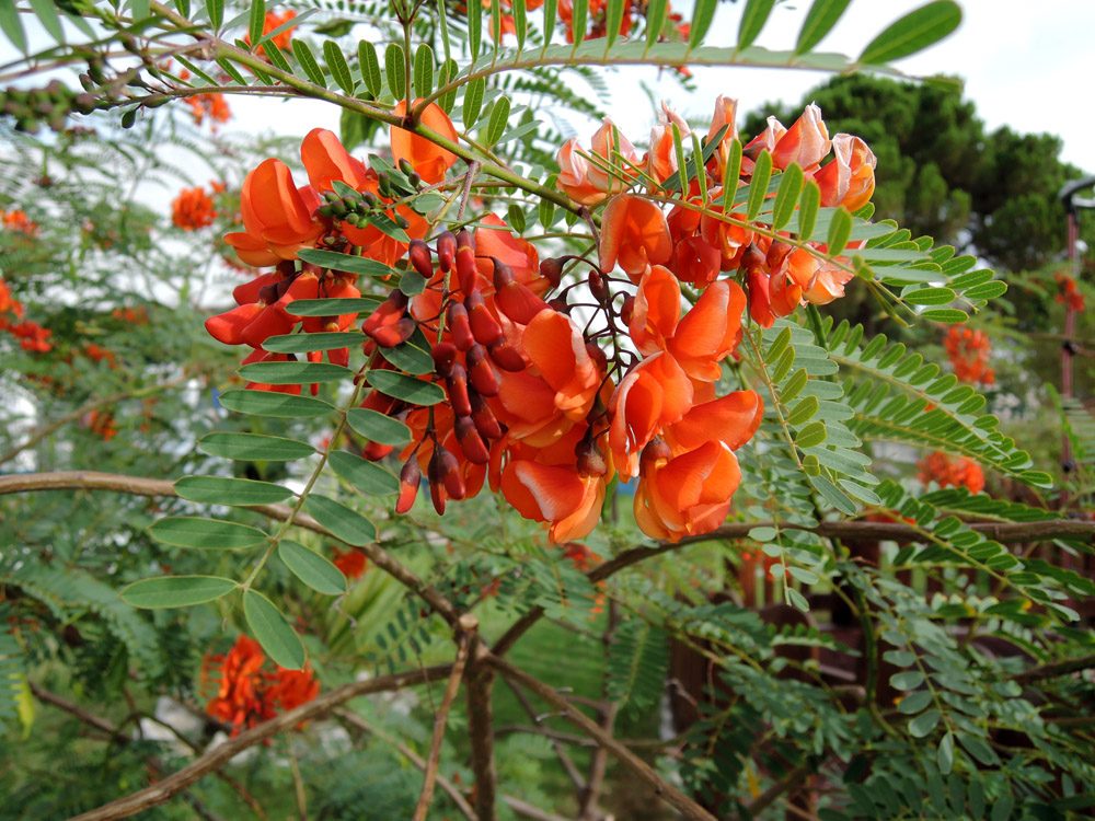 Sesbania punicea