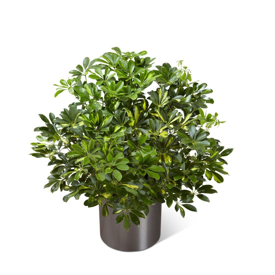 Shefflera arboricola