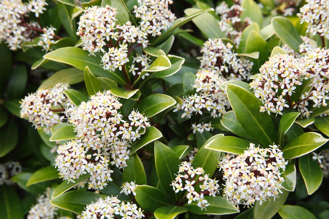 Skimmia yaponica
