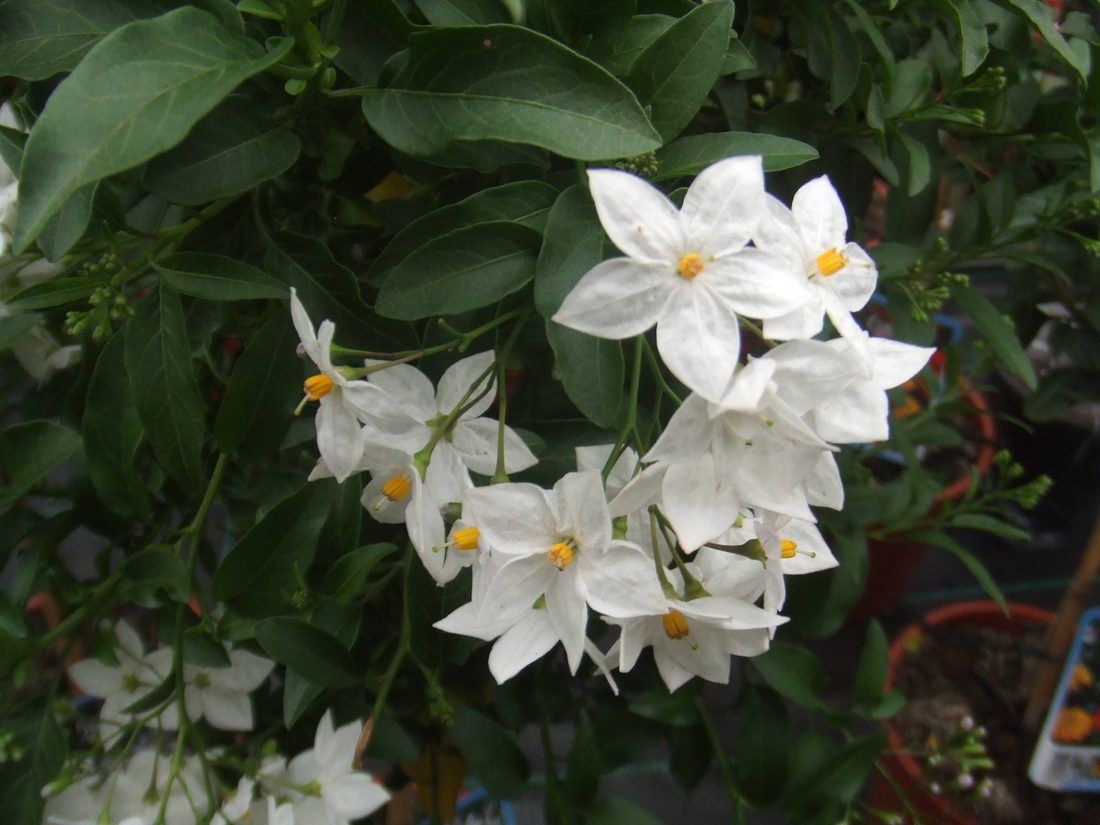 Solanum jasminoides