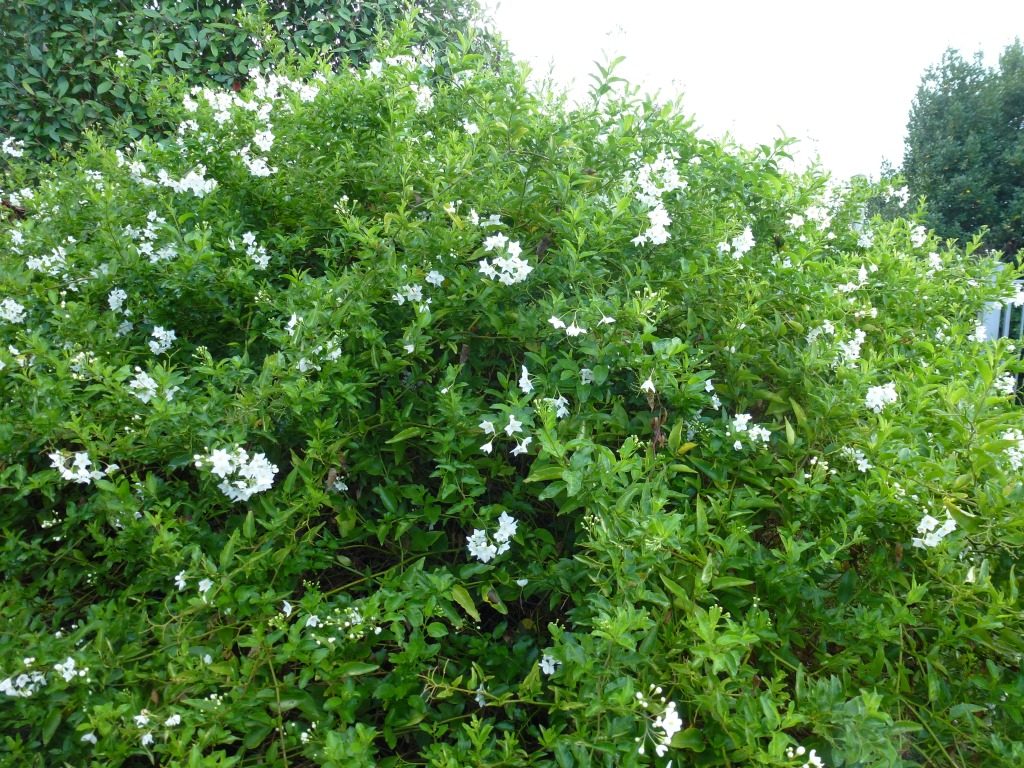 Solanum jasminoides alba