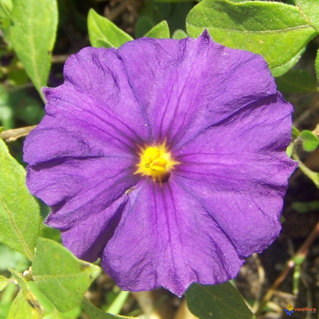 Solanum rantonetti